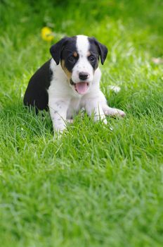 cute puppies in the meadow in spring time