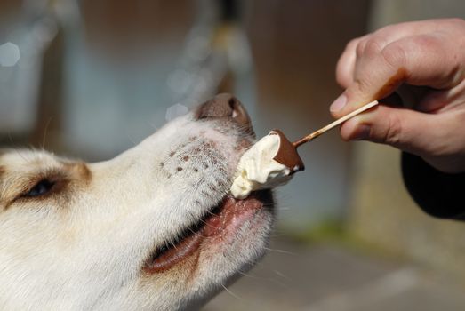 Husky dog eating icecream from owners hand.