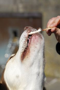 Husky dog eating icecream from owners hand.