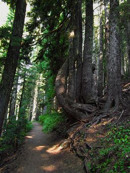 A photograph of a forestland located in the United States detailing its natural beauty.