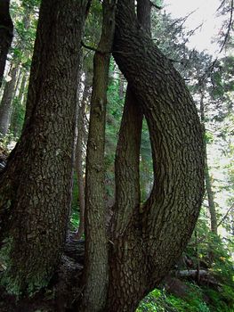 A photograph of a forestland located in the United States detailing its natural beauty.