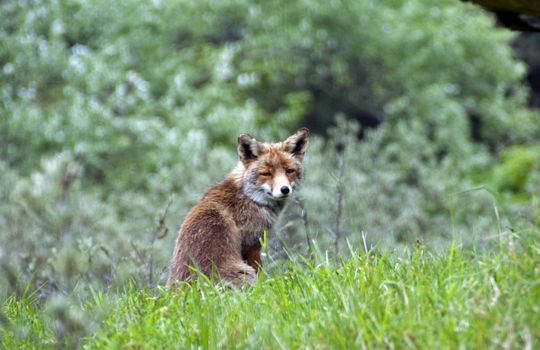 Wild red fox in  forest in Holland