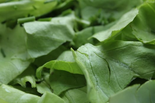 fresh green salad texture