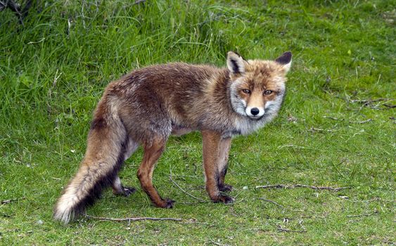 Wild red fox in  forest in Holland