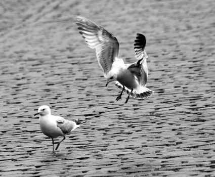 seagull attack