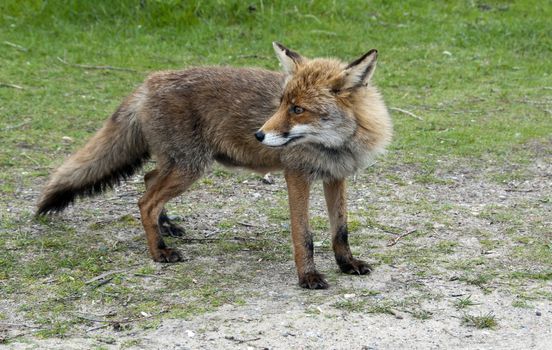 Wild red fox in  forest in Holland