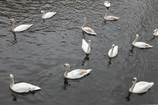 group of swans