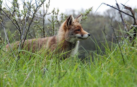 red wild fox in Holland