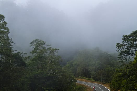 an aspalt road going downhill i the middle of foggy tropical forest of Sarawak, Malaysia
