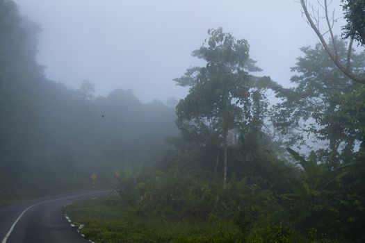 rainforest tree engulfed by the fog in the mornig light in Sarawak, Malaysia