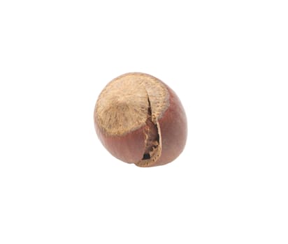 hazelnuts on a white background