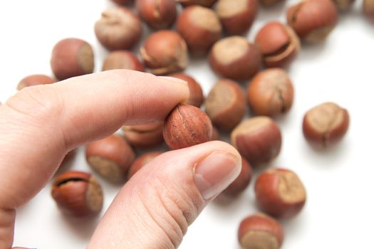 hazelnuts in hand on white background