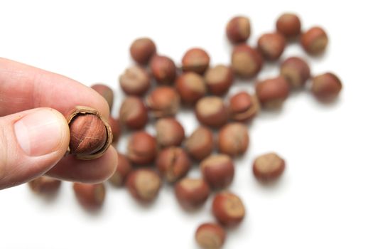 hazelnuts in hand on white background