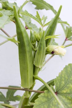 Okra Flowering Plant with Seed Pods and Flower Buds Closeup
