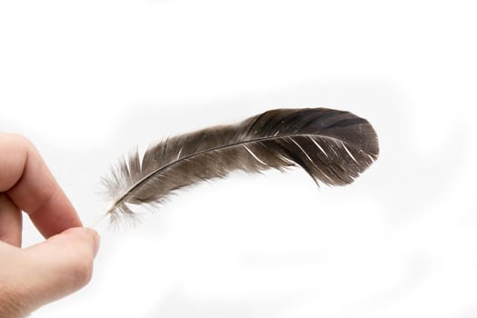 feather of a bird in the hand on a white background