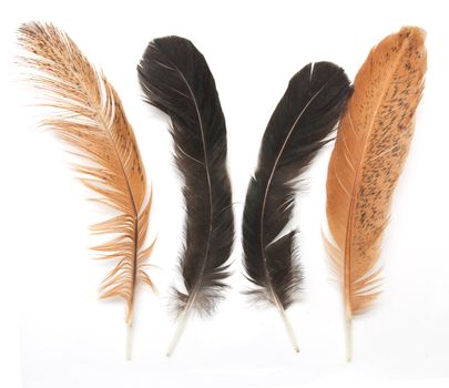 feather of a bird on a white background
