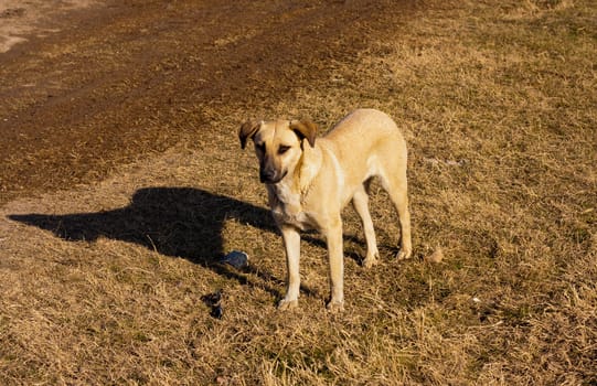The dog looks in a distance