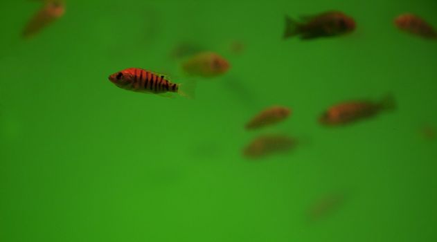 Aquarium filled with by Garra rufa aka Doctor Fish in Cambodia