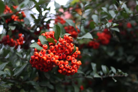 Bright rowan berries on a green tree