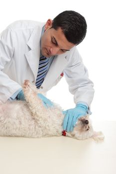 Vet examining a small dog