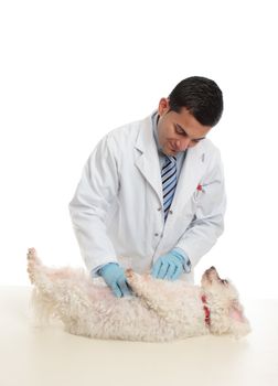 A small dog about to be examined by a friendly vet