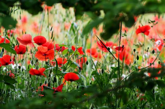 Poppy a summerday