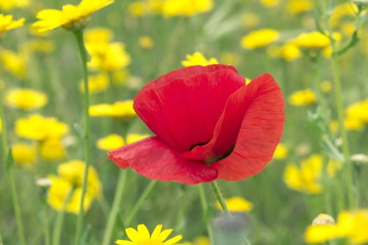 Poppy against a yellow wildflowers