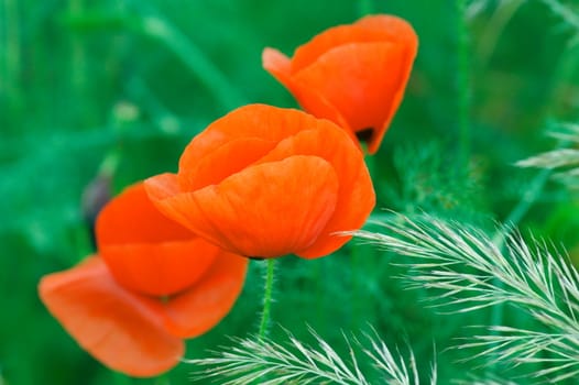 Close up of red poppies in the field