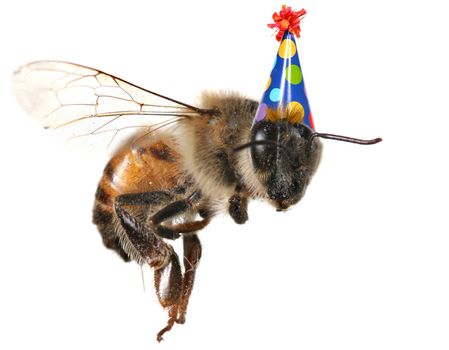 Macro Image of Common Honey Bee From North America Flying With Birthday Hat