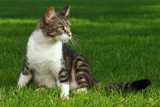 Kitten Playing Outdoors on the Grass