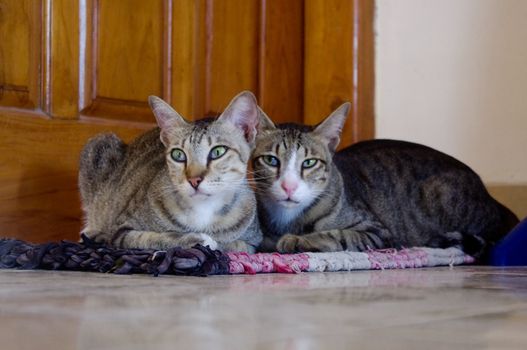 Two cats sitting on a mat in front of door.