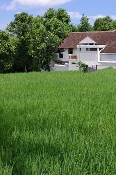 Rice field and farm house, Bali, Indonesia.