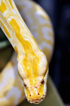 Yellow colored snake