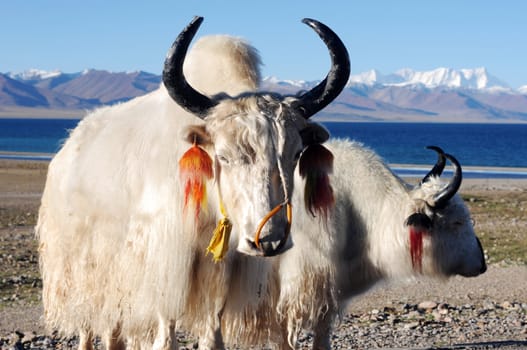 White yaks at the lakeside in the highlands of Tibet