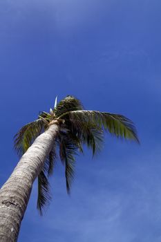 A palm tree blowing in the wind with a blue cloudy sky 