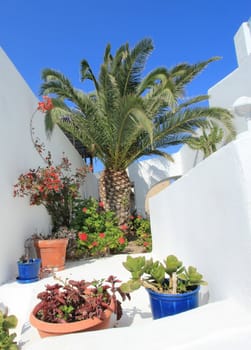 Palm tree and flowers next to a white wall by beautiful summer day
