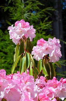 Pink rhododendron bush in full bloom