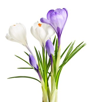 White and purple spring crocus flowers isolated on white background