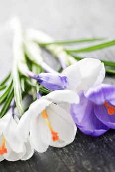 Fresh cut white and purple spring crocus flowers