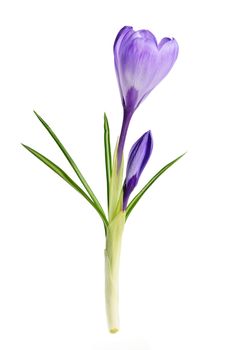 Purple spring crocus flower isolated on white background