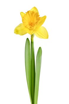 Spring yellow daffodil flower isolated on white background
