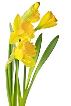 Spring yellow daffodil flowers isolated on white background