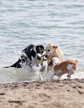 Three dogs playing and splashing in water at the beach