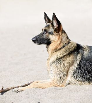 Healthy German Shepherd dog lying on sandy beach