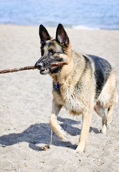 Healthy and active German Shepherd dog fetching stick on beach