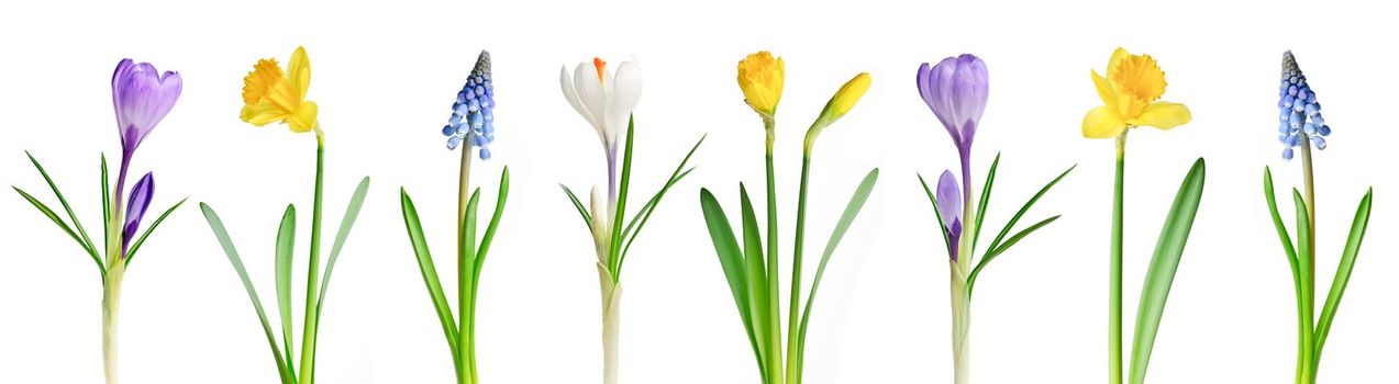 Assorted spring flowers in a row isolated on white background
