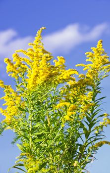 Blooming goldenrod plant on blue sky background