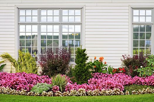 Flowerbed of colorful flowers against wall with windows