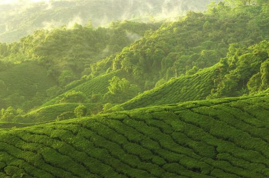 Sunrise view of tea plantation landscape at Cameron Highland, Malaysia.