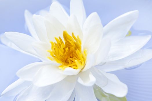 White lotus flower or water lily floating